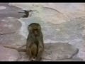 Monkey in mirror..surprise!