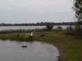 Bird Bully