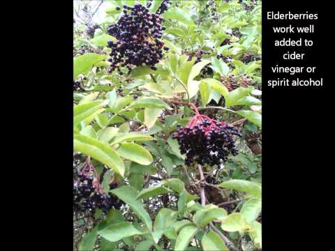 how to harvest elderberries