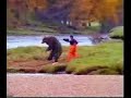 bearfight