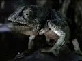 Budweiser Frogs Commercial - Got Canned Budweiser Frogs Commercial - Got Canned