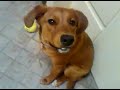Soo Funny! Dog eating Peanut Butter!!..