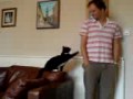 Jessie the attention seeking cat