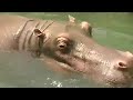 Hong Kong Disneyland Jungle Cruise