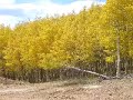 Cripple Creek, Colorado, Autumn 2006, Fall leaves, aspens Cripple Creek, Colorado, Autumn 2006, Fall leaves, aspens