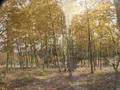 Cripple Creek, Colorado, Autumn 2006, Fall leaves, aspens