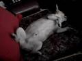 He-proves-dog-dreams