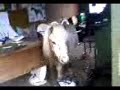 Fallabella Stallion Inside The Offfice Lol Fallabella Stallion Inside The Offfice Lol