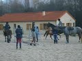 Poney en libert�