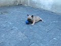 Lord´s Staff Zoltan - www.bulldogfrances.vet.br