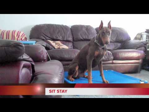 Doberman Pinser