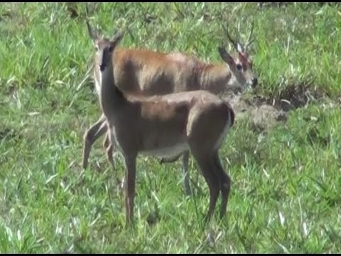 Caçador de imagens, Veado campeiro, Ozotoceros bezoarticus, Animais selvagens, mamíferos