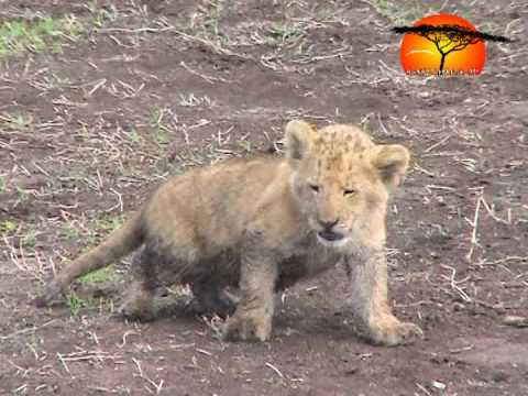 LIONESS CUB +