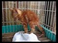 事故猫をウサギが介護０２ A rabbit nursed a cat.