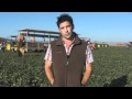 How Does This Family Farmer Ensure Quality Control For His Cantaloupes? 