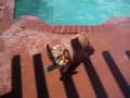 Max loves the pool