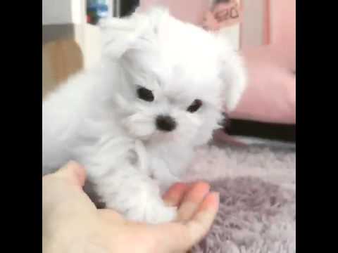 Maltese girl puppy!!!
