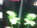 Video, não muito bom, de meu aquário plantado e seus habitantes!!!!! 
