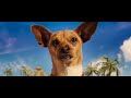 watch the theatrical trailer for walt disney pictures, beverly hills chihuahua, in theaters october 3, 2008!

 

chloe (voice of drew barrymore), a diamond-clad, bootie wearing beverly hills chihuahua enjoys her luxurious lifestyle so much, she hardly notices papi (voice of george lopez), a tough looking chihuahua who happens to be head-over-paws for the pampered pooch.  but when chloe gets lost in the rough streets of mexico with only a street-wise german shepherd (voice of andy garcia) to help her find her way home, papi heads south of the border -- joining forces with a motley crew: two humans (piper perabo, manolo cardona), a sly rat (voice of cheech marin) and a nervous iguana (voice of paul rodriguez) -- to rescue his true love.

visit www.disney.com/chihuahua for more information about the film!