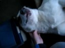 Paddy - An Afternoon Scratch
