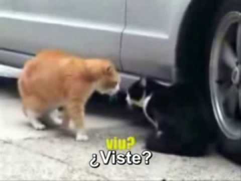 Gatos discutiendo