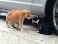 Gatos discutiendo