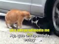 Gatos discutiendo