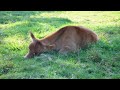 Calf