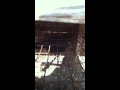 Chickens 2nd video mating