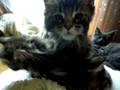 お昼寝したいメインクーンの子猫
