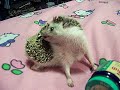 Piglet Self-Anoints 2 Piglet Self-Anoints 2