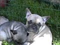 Cloud & Duvel the French Bulldogs