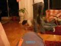 Funny-fight-gotta-se