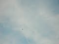 Voli