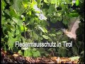 Fledermausschutz in Tirol Teil1