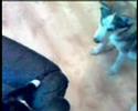 Siberian Husky Puppy And Cat. Getting On A Bit Better