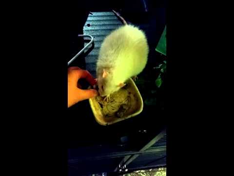 how to break quail eggs