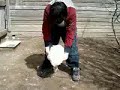 Funny: How to make a chicken sleep