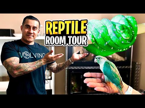 YouTube reptile video
