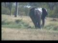 Hungry Elephant 2.24.07 3.47pm
