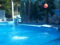 Killer Whale at Six Flags Discovery Kingdom
