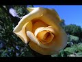 Tchaikovsky - Waltz of the Flowers