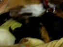 en nog een videootje met puppies en nog een videootje met puppies