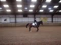 Gambler dressage 2 Gambler dressage 2