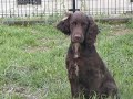 Click here to watch this video Working Cocker Spaniel Basic Training (STAY).AVI