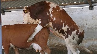 Bulls & Cows Best Farming - New Bulls Meet Cow