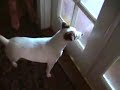 Jack Russells Bird Watching - Cardinals