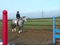 4 yrs 11 mths 16.2 hh Grey Irish X - Buckinghamshire