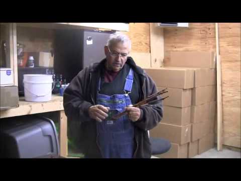 how to grow plants from cuttings