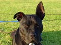 bsl: american pit bull terrier